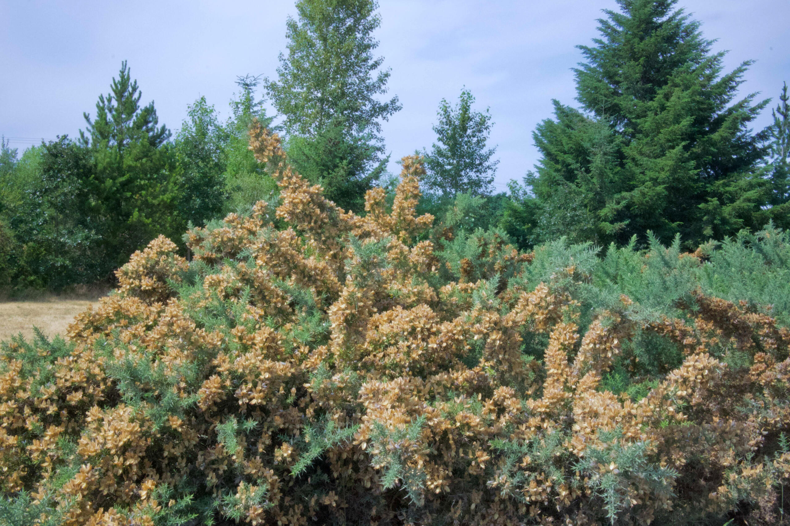 #2 Fluffy bush
