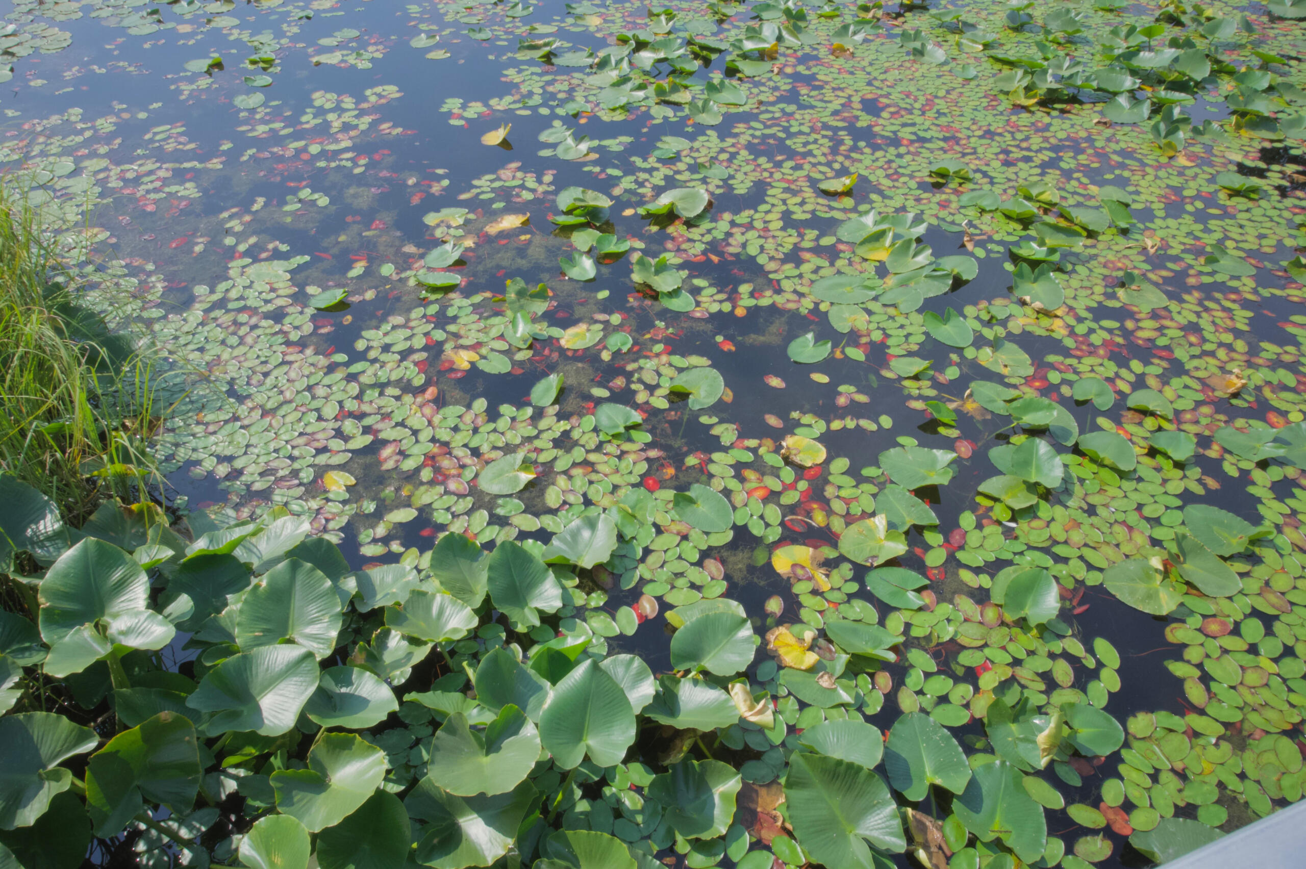 #1 Lillypads