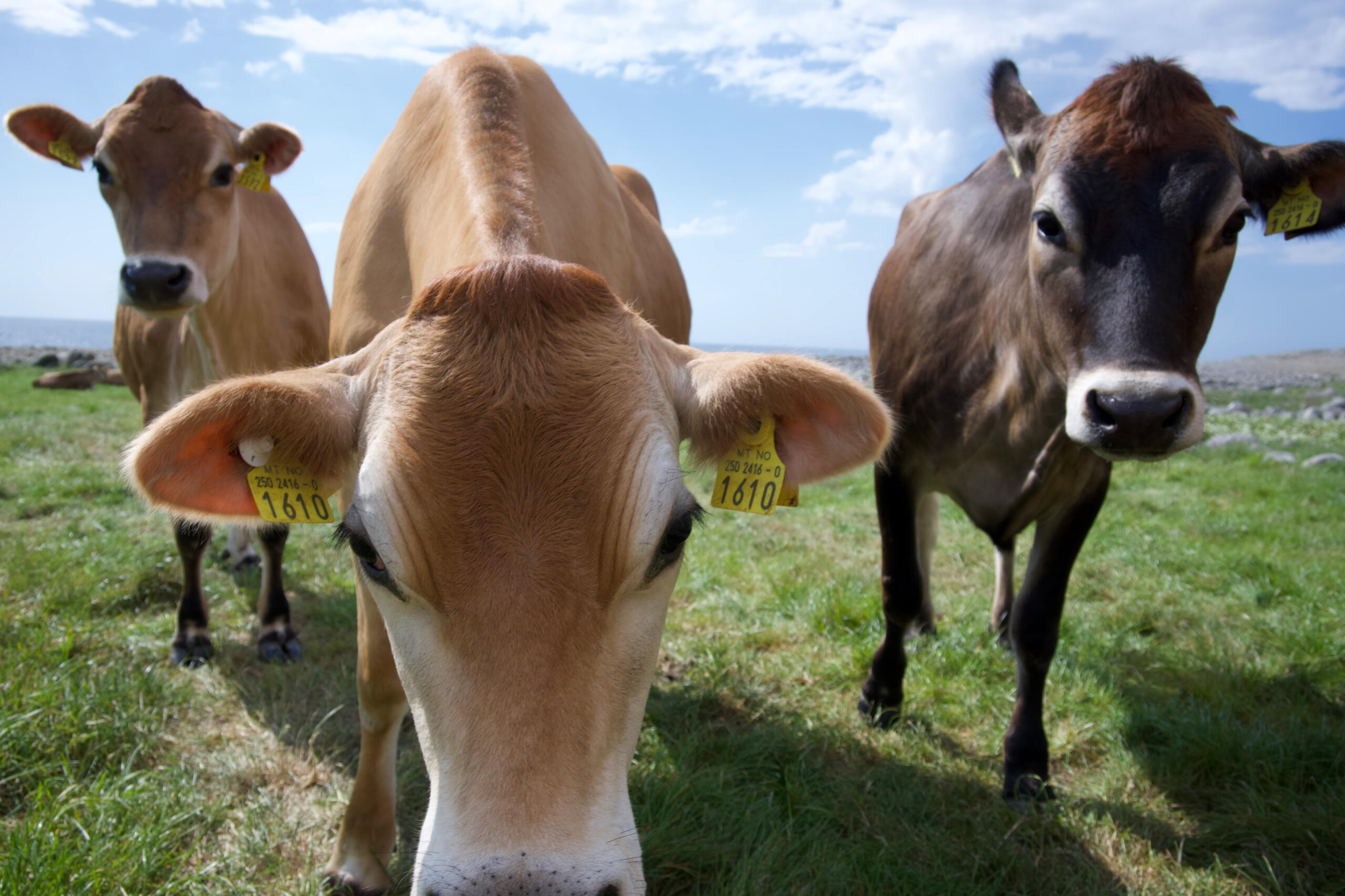 #5 Cow&#39;s group portrait