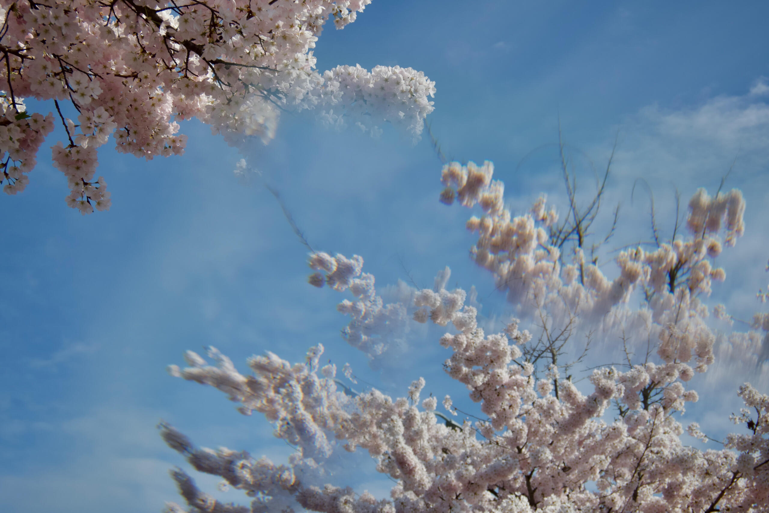 #1 Sakura