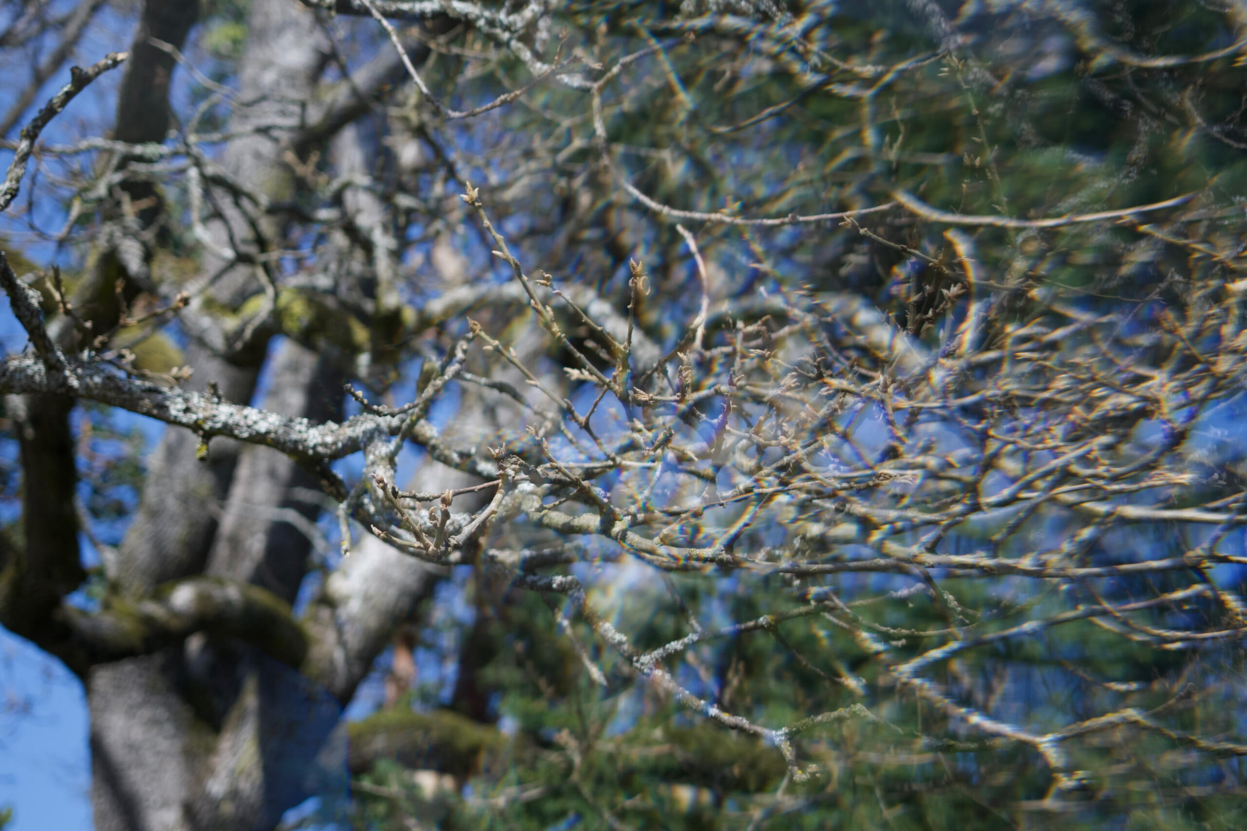 #4 A Branch.. maybe?