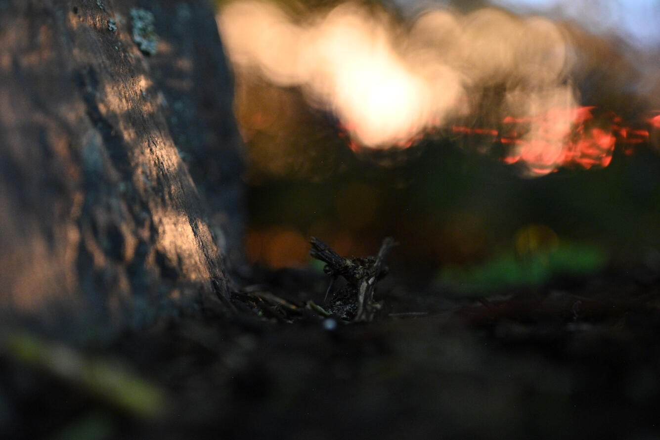 #3 Macro shot of a stick